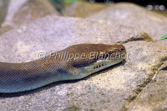 liasis olivaceus.JPG - Python oliveLiasis olivaceusOlive pythonSquamata, BoidaeAustralie